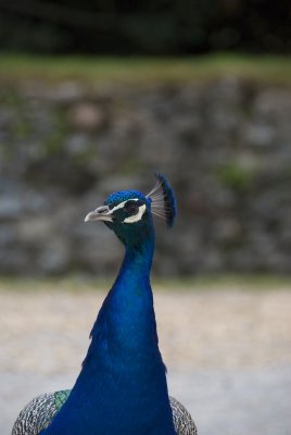 Indian Blue Peacock 2