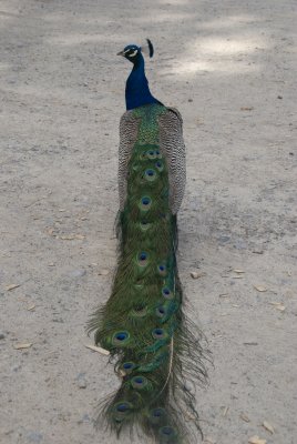 Indian Blue Peacock 3