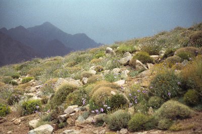 Atlas Mountains