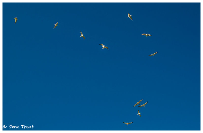 Seagulls-4119.jpg