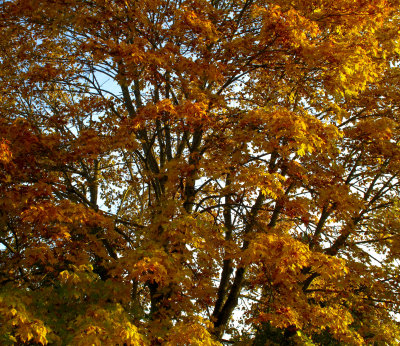 North Creek Autumn-0021-1.jpg