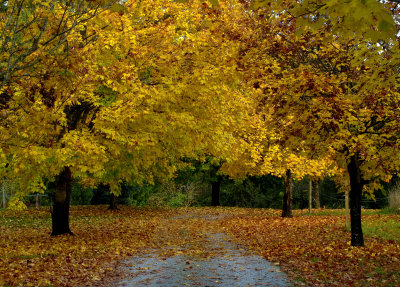 North Creek Autumn-0116-1.jpg