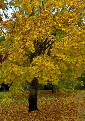 North Creek Autumn-0127-1.jpg