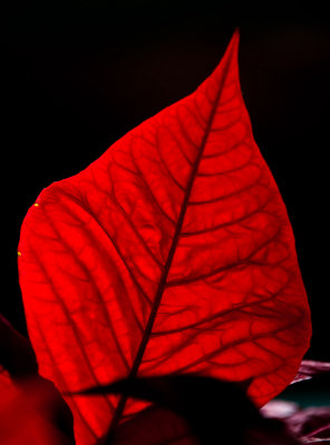 Poinsettia leaf