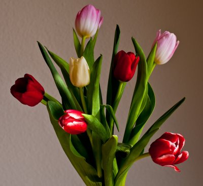 Tulips for my wife
