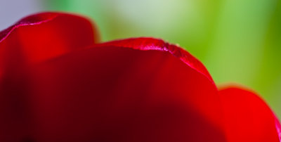 Red flower abstract