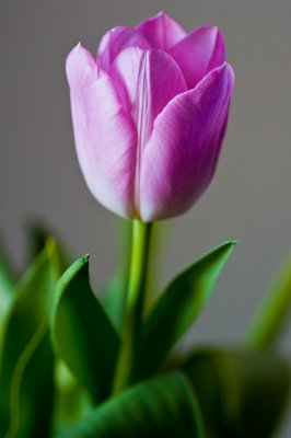 Pink tulip 1
