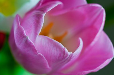 Pink tulip 2