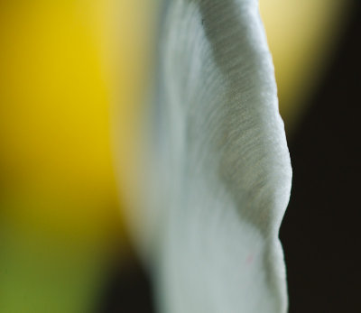 Tulip Study-5527-1.jpg