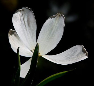 Tulip study-2499-1.jpg