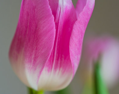 Tulips-0052-6.jpg