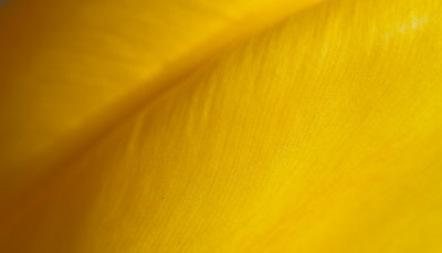Tulips-0081-2.jpg