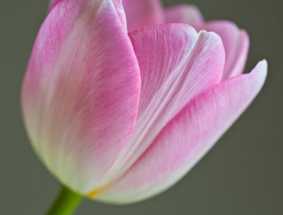 Tulips-0059-5.jpg