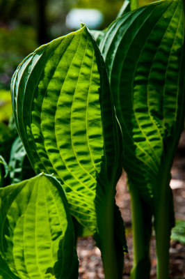 Bellevue Botanical-7319-10.jpg
