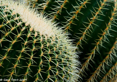 Cactus tips-0192.jpg