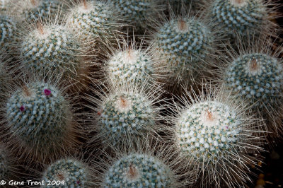 Delicate cactus-0131.jpg