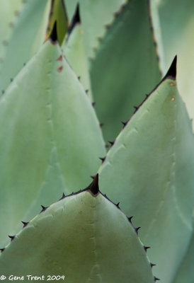 Cactus tips-0161.jpg