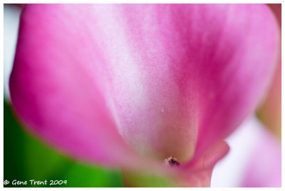 Pretty in pink-8712.jpg