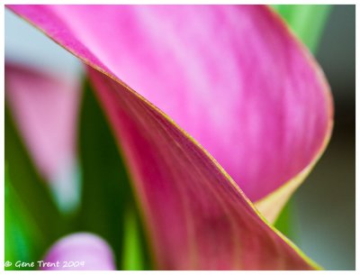 Pretty in pink-8721.jpg