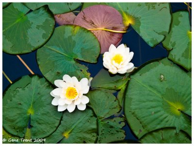 Water lilies-0017.jpg