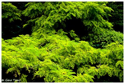 Kubota Garden