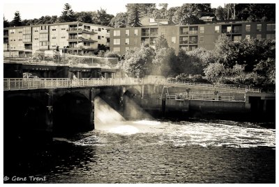 Ballard Locks-6476.jpg