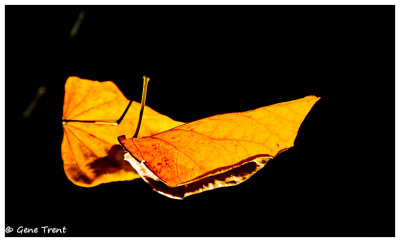 Autumn Leaf - 0248