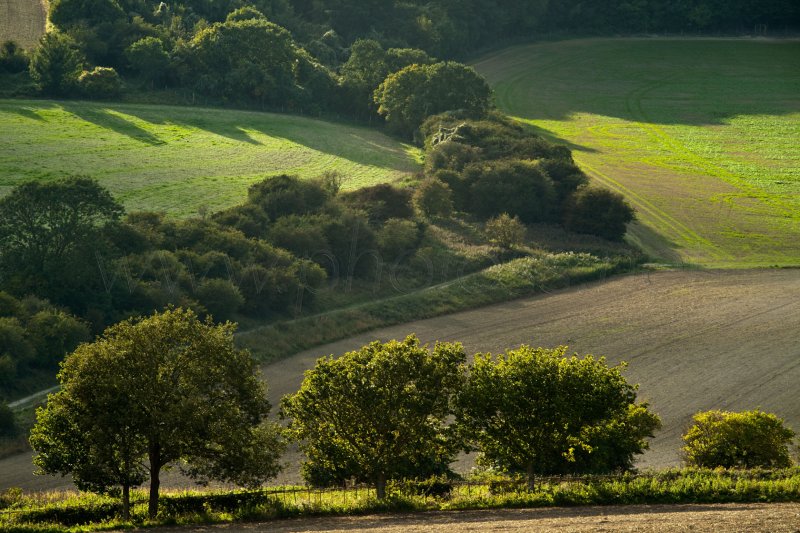 A Greener Shade of Green