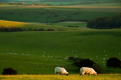 Sunset Sheep