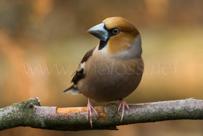 Hawfinch II