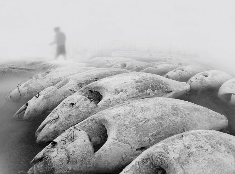 Back from the sea<br>by Moti