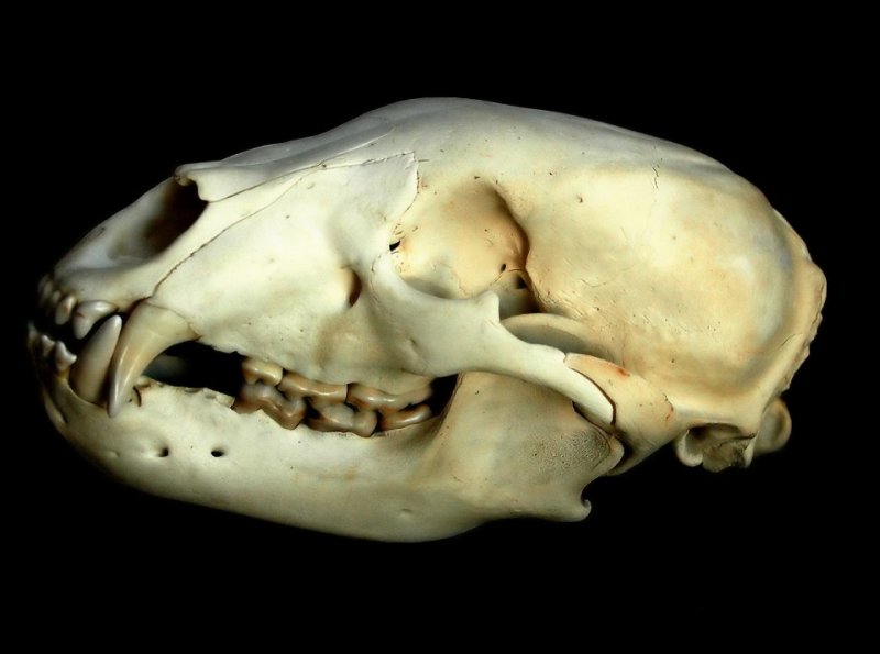 Bear Skull