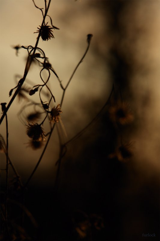 Embracing the Light by Miguel Furlock