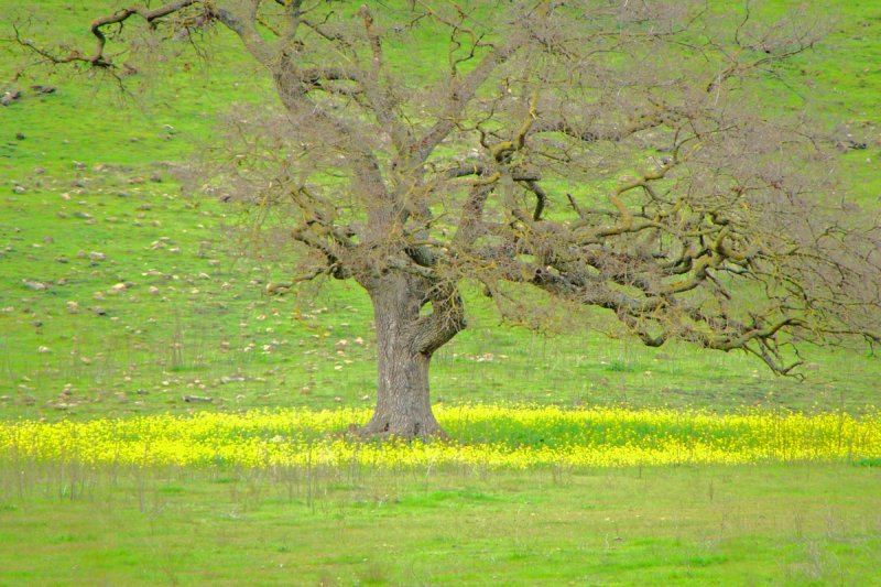 9th Place<br>Oak in Mustard Circle <br> Carol Gilbert
