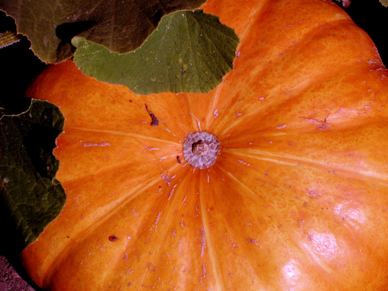 Pumpkin.jpg