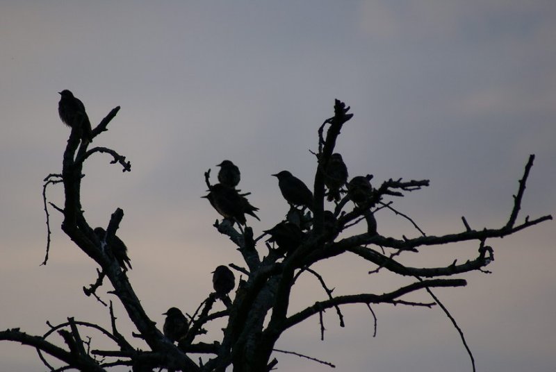 Starlings * <br>By Bughunter