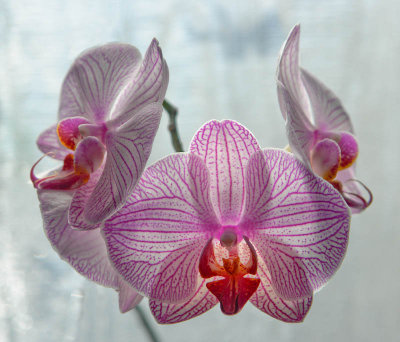 Orchids by the Light of the Window  by Glyn