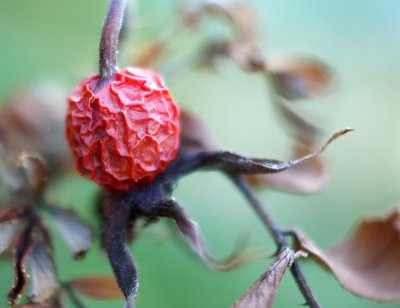 Withered