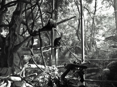 Colobus monkeys at San Diego Zoo  (TonySx)