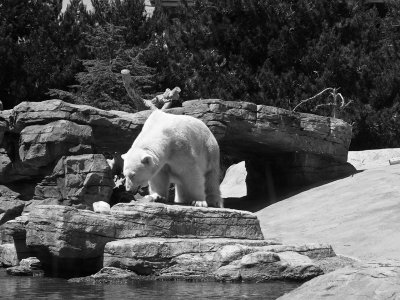 Polar Bear at San Diego Zoo  (TonySx)