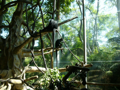 Colobus monkeys - original