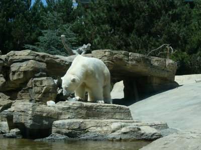 Polar Bear - original.