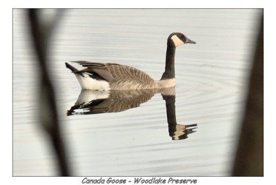 Canada Goose X 2 by Marion Warling