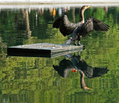 Young Reflected Cormorant