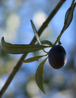 The Last Olive