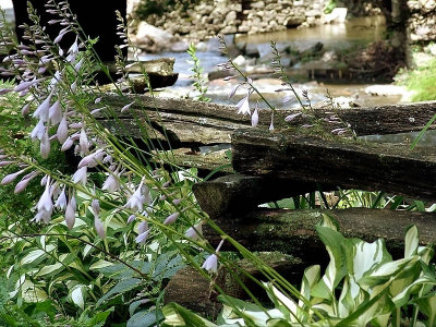 Rail FencewithHosta's in Bloom