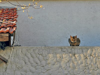 Cat on a Cool Stone Wall
