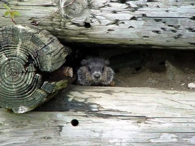 Woodchuckin theWall