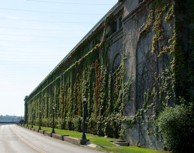 Vine-Covered Wall