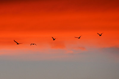 Seagulls in the Sunset7th Place